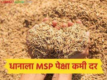 धानाला MSP दर किती रुपये अन् बाजारात दर काय मिळतोय, तर फेडरेशनची खरेदी 31 मार्चपर्यंत! - Marathi News | Latest News Paddy Market How much is the MSP rate for paddy and what is the market rate | Latest News at Lokmat.com