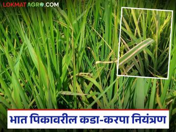 Paddy Farming : भातावरील खोडकिडा, तुडतुडे, करपा रोगाचे नियंत्रण कसे कराल, वाचा सविस्तर  - Marathi News | Latest News Dhan Pik karpa rog Read in detail how to control rice borer, locusts, and scab diseases. | Latest News at Lokmat.com Paddy Farming : भातावरील खोडकिडा, तुडतुडे, करपा रोगाचे नियंत्रण कसे कराल, वाचा सविस्तर  - Marathi News | Latest News Dhan Pik karpa rog Read in detail how to control rice borer, locusts, and scab diseases. | Latest News at Lokmat.com