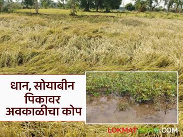 Heavy Rain in Vidarbha : धानपीक झाले आडवे; अवकाळीने सोयाबीनलाही झोडपलं! - Marathi News | latet news Heavy Rain in Vidarbha: Paddy crop was damaged; Unseasonal rain also hit soybeans! | Latest News at Lokmat.com