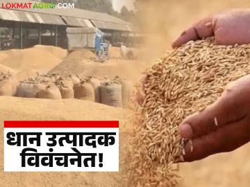 Dhan Kharedi : धान उत्पादक विवंचनेत; पणन-आदिवासी महामंडळाकडे कोट्यवधी थकीत वाचा सविस्तर - Marathi News | latest news Dhan Kharedi: Paddy producers in trouble; Crores of arrears to the Marketing-Tribal Corporation Read in detail | Latest News at Lokmat.com