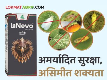 Lanevo: टोमॅटो, वांगी आणि मिरचीवरील किडींसाठी तेजतर्रार आणि शक्तीशाली कीटकनाशक, तुम्ही वापरलं का? - Marathi News | dhanuka's powerful insecticide lanevo for pest control on tomato, brinjal and chilli crop | Latest News at Lokmat.com Lanevo: टोमॅटो, वांगी आणि मिरचीवरील किडींसाठी तेजतर्रार आणि शक्तीशाली कीटकनाशक, तुम्ही वापरलं का? - Marathi News | dhanuka's powerful insecticide lanevo for pest control on tomato, brinjal and chilli crop | Latest News at Lokmat.com