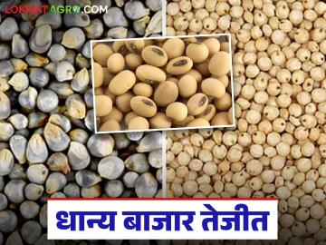 Shetmal Market Update : धान्य बाजार तेजीत; उच्च प्रतीच्या सोयाबीनला मोठी मागणी वाचा सविस्तर - Marathi News | latet news Shetmal Market Update: Shetmal market is booming; High demand for high quality soybeans | Latest News at Lokmat.com Shetmal Market Update : धान्य बाजार तेजीत; उच्च प्रतीच्या सोयाबीनला मोठी मागणी वाचा सविस्तर - Marathi News | latet news Shetmal Market Update: Shetmal market is booming; High demand for high quality soybeans | Latest News at Lokmat.com