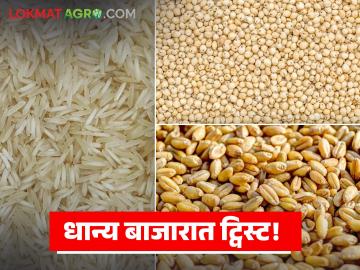 Dhanya Bajarbhav : धान्य बाजारात ट्विस्ट! ज्वारी-तांदूळ तेजीत, गहू थंड; शेतकऱ्यांचे गणित बदलले