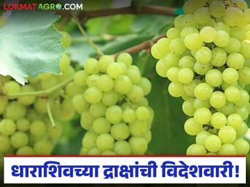 Dharashiv Grapes Export : धाराशिवची द्राक्षे थेट रशिया-युरोपमध्ये; शेतकऱ्यांना मिळतोय जबरदस्त दर - Marathi News | latest news Dharashiv Grapes Export: Dharashiv grapes directly to Russia-Europe; Farmers are getting great prices | Latest News at Lokmat.com