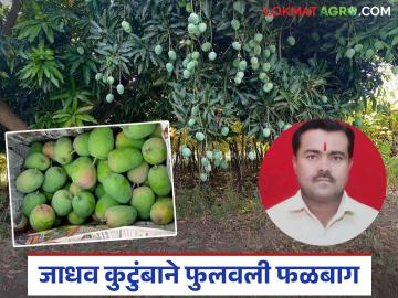 Farmer Success Story: बांधावरच्या केशर आंब्याने जाधव यांना केले लखपती; वाचा त्यांची यशकथा सविस्तर - Marathi News | Farmer Success Story: latest news kesar mangoes on the dam made Jadhav a millionaire; Read his success story in detail | Latest News at Lokmat.com