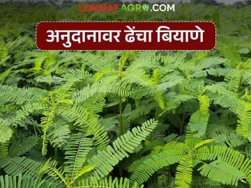 Dhencha Seed : हिरवळचे खत बियाणे 50 टक्के अनुदानावर महाडीबीटीवर उपलब्ध करा! - Marathi News | Latest News Make green manure seeds available on MahaDBT at a 50 percent subsidy! | Latest News at Lokmat.com Dhencha Seed : हिरवळचे खत बियाणे 50 टक्के अनुदानावर महाडीबीटीवर उपलब्ध करा! - Marathi News | Latest News Make green manure seeds available on MahaDBT at a 50 percent subsidy! | Latest News at Lokmat.com