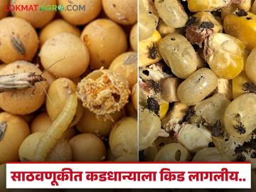साठवणूकीत कडधान्यांना कशामुळे लागते किड? काय आहेत कारणे? जाणून घ्या सविस्तर - Marathi News | Why do stored pulses get pests? What are the reasons? Find out in detail | Latest News at Lokmat.com