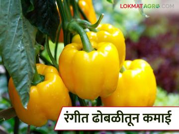 कोळगावच्या शेतकऱ्याचा विदेशी भाज्यांचा प्रयोग; रंगीत ढोबळीतून केली १२ लाखांची कमाई - Marathi News | Kolgaon farmer experiments with exotic vegetables; earns Rs 12 lakh from color capsicum | Latest News at Lokmat.com