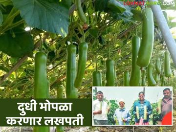 संकरित दुधी भोपळ्याने दिला 'सोन्याचा' हंगाम; खर्च वजा जाता दोन ते तीन लाखांची कमाई - Marathi News | Hybrid bottle gourd gave a 'golden' season; Earnings of two to three lakhs after deducting expenses | Latest success-story News at Lokmat.com
