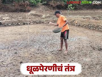 भात शेतीत पारंपारिक धूळपेरणी तंत्र छोट्या शेतकऱ्यांना ठरतंय फायदेशीर; जाणून घ्या सविस्तर - Marathi News | Traditional dhul perani technique in rice farming is proving beneficial for small farmers; know in detail | Latest News at Lokmat.com भात शेतीत पारंपारिक धूळपेरणी तंत्र छोट्या शेतकऱ्यांना ठरतंय फायदेशीर; जाणून घ्या सविस्तर - Marathi News | Traditional dhul perani technique in rice farming is proving beneficial for small farmers; know in detail | Latest News at Lokmat.com