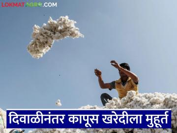 Kapus Kharedi : कापूस खरेदीसाठी केंद्रीय वस्त्रोद्योग मंत्रालयाकडून पणन महासंघाला परवानगी, वाचा सविस्तर - Marathi News | Latest news kapus kharedi Union Textiles Ministry grants permission to Marketing Federation for cotton procurement, read in detail | Latest News at Lokmat.com Kapus Kharedi : कापूस खरेदीसाठी केंद्रीय वस्त्रोद्योग मंत्रालयाकडून पणन महासंघाला परवानगी, वाचा सविस्तर - Marathi News | Latest news kapus kharedi Union Textiles Ministry grants permission to Marketing Federation for cotton procurement, read in detail | Latest News at Lokmat.com