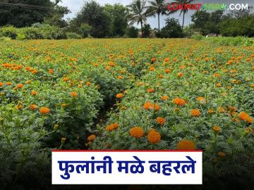दसरा सणासाठी झेंडू, शेवंती फुलांनी मळे बहरले; पावसामुळे उत्पादनात घट, दरात राहणार तेजी - Marathi News | Marigold and Shevanti flowers bloom in the gardens for Dussehra festival; Production reduced due to rain, prices will remain high | Latest News at Lokmat.com दसरा सणासाठी झेंडू, शेवंती फुलांनी मळे बहरले; पावसामुळे उत्पादनात घट, दरात राहणार तेजी - Marathi News | Marigold and Shevanti flowers bloom in the gardens for Dussehra festival; Production reduced due to rain, prices will remain high | Latest News at Lokmat.com