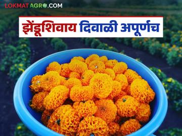 Zendu Ful : फुलशेतीत झेंडू ठरतोय ग्रामीण अर्थचक्राचं उर्जाफूल; जाणून घ्या सविस्तर - Marathi News | Zendu Ful : In floriculture, marigold is becoming the energy flower of the rural economy; Know the details | Latest News at Lokmat.com Zendu Ful : फुलशेतीत झेंडू ठरतोय ग्रामीण अर्थचक्राचं उर्जाफूल; जाणून घ्या सविस्तर - Marathi News | Zendu Ful : In floriculture, marigold is becoming the energy flower of the rural economy; Know the details | Latest News at Lokmat.com