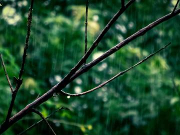 राज्यात पाऊस परतला, माना टाकलेल्या पिकांना दिलासा - Marathi News | Showers of happiness! | Latest News at Lokmat.com