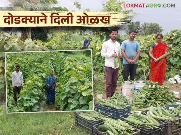 Farmer Success Story : खुटबावच्या युवा शेतकऱ्याची किमया दोडक्याच्या पिकातून तीन महिन्यांत साडेतीन लाखांचे उत्पन्न - Marathi News | Farmer Success Story: A young farmer of Khutbav earned an income of three and a half lakhs in three months from the ridge gourd dodaka crop | Latest News at Lokmat.com