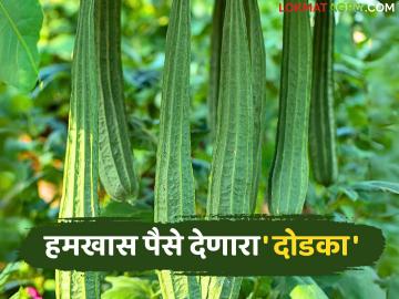 उन्हाळ्यात 'हे' वेलवर्गीय फळभाजी पिक मिळवून देतंय हमखास पैसा; ५० ते ६० दिवसांत तोडा सुरु - Marathi News | This vine type fruit and vegetable crop is earning a lot of money in summer; Harvesting starts in 50 to 60 days | Latest News at Lokmat.com