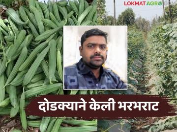 दोडक्यातून मिळाली समृद्धी; २० गुंठ्यात साडेतीन लाखाच्या उत्पन्नाची पांडुरंगरावांची प्रेरणादायी कहाणी - Marathi News | Prosperity through ridge gourd farming; Inspiring story of Pandurangrao who earned 3.5 lakhs in 20 gunthas | Latest success-story News at Lokmat.com