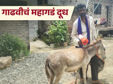 Donkey Milk : गाढवीचं दूध विकलं जातंय चमच्याने; किंमत ऐकून तुम्हीही थक्क व्हाल - Marathi News | latest news Donkey Milk: Donkey milk is being sold by the spoonful; you will be surprised to hear the price | Latest News at Lokmat.com Donkey Milk : गाढवीचं दूध विकलं जातंय चमच्याने; किंमत ऐकून तुम्हीही थक्क व्हाल - Marathi News | latest news Donkey Milk: Donkey milk is being sold by the spoonful; you will be surprised to hear the price | Latest News at Lokmat.com