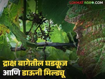 Grape Downy Mildew : द्राक्ष बागेतील घडकुज व डाऊनी मिल्ड्यूवर 'या' उपाययोजना महत्त्वाच्या ठरतील  - Marathi News | Latest News measures will be important for controlling powdery mildew and downy mildew in grape bag | Latest News at Lokmat.com Grape Downy Mildew : द्राक्ष बागेतील घडकुज व डाऊनी मिल्ड्यूवर 'या' उपाययोजना महत्त्वाच्या ठरतील  - Marathi News | Latest News measures will be important for controlling powdery mildew and downy mildew in grape bag | Latest News at Lokmat.com