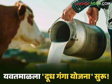 Doodh Ganga Project : यवतमाळच्या शेतकऱ्यांसाठी मोठी संधी; दुधाळ जनावरांवर ७५% अनुदान वाचा सविस्तर - Marathi News | latest news Doodh Ganga Project: Big opportunity for Yavatmal farmers; 75% subsidy on milch animals Read in detail | Latest News at Lokmat.com Doodh Ganga Project : यवतमाळच्या शेतकऱ्यांसाठी मोठी संधी; दुधाळ जनावरांवर ७५% अनुदान वाचा सविस्तर - Marathi News | latest news Doodh Ganga Project: Big opportunity for Yavatmal farmers; 75% subsidy on milch animals Read in detail | Latest News at Lokmat.com