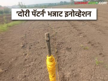 Dori Pattern : शेतकरी जोडप्याचा अनोखा प्रयोग; कपाशीसाठी 'दोरी पॅटर्न' वाचा सविस्तर - Marathi News | latest news Dori Pattern: A unique experiment by a farmer couple; Read 'Dori Pattern' for cotton in detail | Latest News at Lokmat.com Dori Pattern : शेतकरी जोडप्याचा अनोखा प्रयोग; कपाशीसाठी 'दोरी पॅटर्न' वाचा सविस्तर - Marathi News | latest news Dori Pattern: A unique experiment by a farmer couple; Read 'Dori Pattern' for cotton in detail | Latest News at Lokmat.com