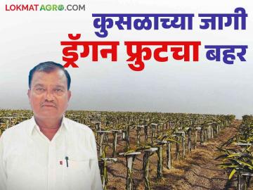 पहिल्या वर्षी खर्च पण दुसऱ्या वर्षी फायदा शेतकरी बिरा यांच्या साडेपाच एकरावरील ड्रॅगन फ्रुटची किमया - Marathi News | Cost in the first year but profit in the second year Farmer Bira cultivated dragon fruit on five and a half acres | Latest News at Lokmat.com पहिल्या वर्षी खर्च पण दुसऱ्या वर्षी फायदा शेतकरी बिरा यांच्या साडेपाच एकरावरील ड्रॅगन फ्रुटची किमया - Marathi News | Cost in the first year but profit in the second year Farmer Bira cultivated dragon fruit on five and a half acres | Latest News at Lokmat.com