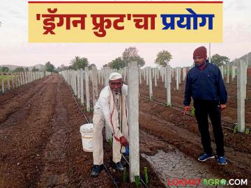 Dragon Fruit Cultivation : माळरानावर 'ड्रॅगन फ्रुट'ची लागवडीचा प्रयोग वाचा सविस्तर - Marathi News | Dragon Fruit Cultivation: Read the details of the experiment of cultivating 'dragon fruit' on Malrana | Latest News at Lokmat.com