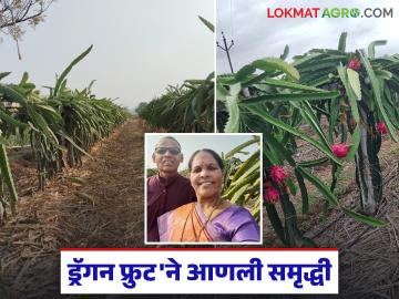मुरमाड, दुष्काळी जमिनीला वरदान ठरतंय ड्रॅगन फ्रुट; एकरात ६ लाखांच्या उत्पन्नाची वाचा यशकथा - Marathi News | Dragon fruit is a boon to drought-stricken land; Read the success story of an income of Rs 6 lakh per acre | Latest News at Lokmat.com