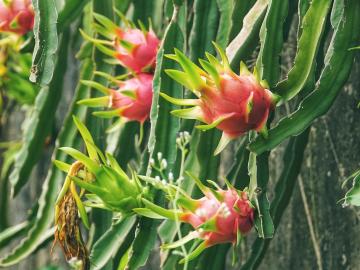 या हुशार शेतकऱ्यांनी हवामान बदलामुळं पारंपरिक पीकपद्धत बदलली आणि... - Marathi News | These clever farmers changed the traditional cropping system due to climate change and… | Latest News at Lokmat.com