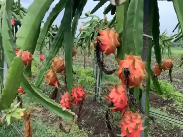 डोणगावात फुलली ड्रॅगन फ्रुटची शेती, उत्पन्नात मोठी वाढ! - Marathi News | Dragon fruit farming flourished in Dongaon, big increase in income! | Latest agriculture News at Lokmat.com