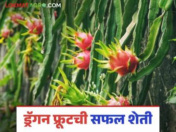 Dragon Fruit Farming : ड्रॅगन फ्रुटची सफल शेती, आजवर 10 लाखांहून अधिक उत्पन्न, वाचा सविस्तर  - Marathi News | Latest News dragon Fruit Farming Successful farming of dragon fruit, income of more than 10 lakhs, read in detail | Latest News at Lokmat.com