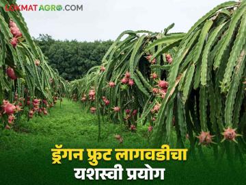 Dragon Fruit Farming : धानाच्या पट्ट्यात ड्रॅगन फ्रुट शेती, गोंदियातील शेतकऱ्याने १० एकरात फुलविली ड्रॅगनफ्रूटची बाग - Marathi News | Latest News Dragon fruit farming in paddy belt, farmer in Gondia has planted dragon fruit in 10 acres. | Latest News at Lokmat.com