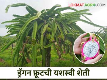 Farmer Success Story वैद्यकीय सेवेनंतर लाल मातीची सेवा, ड्रॅगनफ्रूटची यशस्वी शेती - Marathi News | Farmer Success Story: Farming Service after medical service, successful dragon fruit farming | Latest News at Lokmat.com