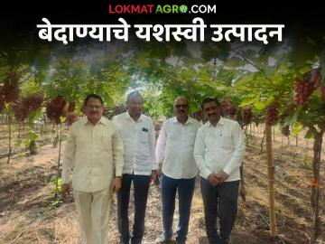 Bedana Production : नाशिकमध्ये बेदाण्याचे यशस्वी उत्पादन; अफगाणिस्तानच्या बेदाण्यापेक्षा चांगला गोडवा - Marathi News | Latest News grape farming Successful production of Bedana in talegoan village of Nashik see details | Latest News at Lokmat.com