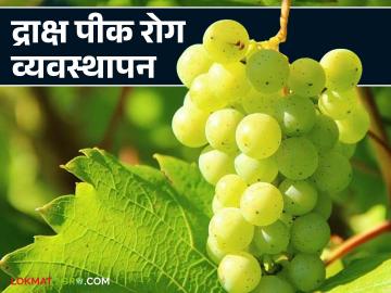 Grape Crop Management : द्राक्ष पिकांवर वातावरण बदलाचा परिणाम, असे करा व्यवस्थापन, वाचा सविस्तर  - Marathi News | Latest News Grape Crop Management Impact of climate change on grape crops, read in detail | Latest News at Lokmat.com