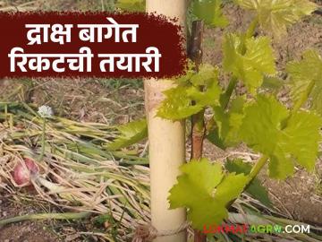 Draksh Bag Rikat : नवीन द्राक्ष बागेमध्ये रिकटची तयार करताय, 'ही' बातमी तुमच्यासाठी, वाचा सविस्तर - Marathi News | Latest News draksh bag rikat Preparing for ricket in new grape farm read in detail | Latest News at Lokmat.com Draksh Bag Rikat : नवीन द्राक्ष बागेमध्ये रिकटची तयार करताय, 'ही' बातमी तुमच्यासाठी, वाचा सविस्तर - Marathi News | Latest News draksh bag rikat Preparing for ricket in new grape farm read in detail | Latest News at Lokmat.com