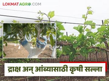 द्राक्ष काडीची तपासणी अन् आंबा बागेच्या पालवीचे संरक्षण कसे करायचे, वाचा सविस्तर - Marathi News | Latest News Agriculture News How to check draksh kadi and protect mango orchard foliage, read in detail | Latest News at Lokmat.com