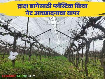 Crop Cover Grape : पावसापासून द्राक्ष बागेच्या संरक्षणासाठी क्रॉप कव्हर फायदेशीर, वाचा सविस्तर  - Marathi News | Latest News Grape Crop cover is beneficial for protecting grape farming vineyard from rain, read in detail  | Latest News at Lokmat.com