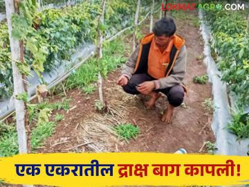 Agriculture News : कर्ज काढून द्राक्षबाग फुलवली, पण अज्ञातांनी बागच कापली, शेतकऱ्यावर आभाळचं कोसळलं! - Marathi News | Latest News Agriculture News Grape trees were cut down by unknown persons, huge loss of farmer in Chandwad | Latest News at Lokmat.com