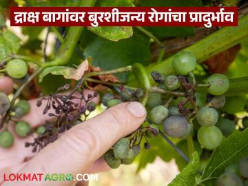 Agriculture News : द्राक्ष शेतीचा हंगामचं संपला! बागांमध्ये डाऊनीसह बुरशीजन्य रोगांचा प्रादुर्भाव - Marathi News | Latest News Agriculture News Fungal diseases, including downy mildew, are prevalent in grape farms | Latest News at Lokmat.com