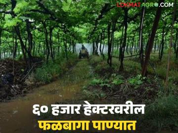 मागील वर्षी एक लाख मेट्रिक टन द्राक्षांची निर्यात, यंदा पावसाने कंबरडे मोडलं, 45 हजार हेक्टरचं नुकसान - Marathi News | Latest News Agriculture News Rains damage orchards on 60 thousand hectares in nasik | Latest News at Lokmat.com