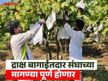 एक रुपयात द्राक्ष पीक विमा योजना सुरु होणार? द्राक्ष बागायतदार संघाच्या मागणीला यश येणार  - Marathi News | latest news Grape Crop Insurance Scheme to be launched at one rupee, says dcm ajit pawar | Latest News at Lokmat.com