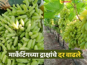मार्केटिंगच्या द्राक्ष मालाचा तुटवडा, अचानक दरात वाढ; वाचा आता काय मिळतोय दर? - Marathi News | Shortage of grape products for marketing, sudden increase in prices; Read what is the price being paid now? | Latest News at Lokmat.com