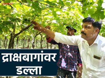 Agriculture News : शेतकऱ्यांनो, द्राक्षबागेवर नजर ठेवा, निफाडला पाच लाख रुपयांच्या द्राक्षांची चोरी - Marathi News | Latest News Draksh chori Grapes worth five lakh rupees stolen from Niphad see details | Latest News at Lokmat.com