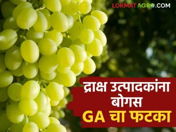 Grape GA Issue : नाशिकच्या द्राक्ष उत्पादकांना GA मुळे दहा कोटींचा फटका कसा बसला? जाणून घ्या सविस्तर  - Marathi News | Grape GA Issue 10 crore loss to Nashik grape growers due to exorbitant price of gibralic acid Know in detail  | Latest News at Lokmat.com