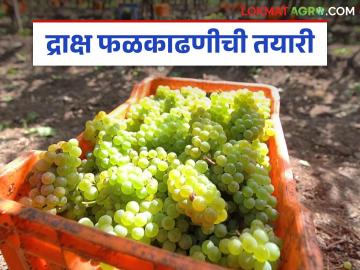 Grape Harvesting : द्राक्षांची काढणी करताना 'या' गोष्टींची काळजी घ्या, जाणून घ्या सविस्तर - Marathi News | Latest news draksh kadhani Take care of 'these' things while harvesting grapes, know in detail | Latest News at Lokmat.com Grape Harvesting : द्राक्षांची काढणी करताना 'या' गोष्टींची काळजी घ्या, जाणून घ्या सविस्तर - Marathi News | Latest news draksh kadhani Take care of 'these' things while harvesting grapes, know in detail | Latest News at Lokmat.com