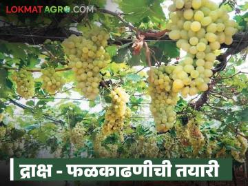 द्राक्षमण्यांची प्रत टिकून राहण्यासाठी फळकाढणी कधी आणि कशी करायची, वाचा सविस्तर  - Marathi News | Latest news Read in detail when and how to harvest grapes to ensure their quality. | Latest News at Lokmat.com