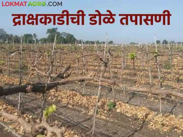 Grape Crop Management : द्राक्षबागेतील काडीची डोळे तपासणी का गरजेची? जाणून घ्या सविस्तर - Marathi News | Latest News Grape Crop Management Inspection of microscopic production of grape stalks Know in detail | Latest News at Lokmat.com Grape Crop Management : द्राक्षबागेतील काडीची डोळे तपासणी का गरजेची? जाणून घ्या सविस्तर - Marathi News | Latest News Grape Crop Management Inspection of microscopic production of grape stalks Know in detail | Latest News at Lokmat.com