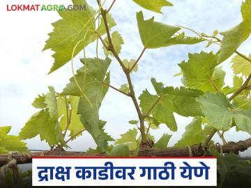द्राक्ष काडीवर गाठी येण्याची कारणे, उपाय काय आहेत? जाणून घ्या सविस्तर - Marathi News | Latest News Grape Farming causes and remedies for knots on grape vines Learn in detail | Latest News at Lokmat.com द्राक्ष काडीवर गाठी येण्याची कारणे, उपाय काय आहेत? जाणून घ्या सविस्तर - Marathi News | Latest News Grape Farming causes and remedies for knots on grape vines Learn in detail | Latest News at Lokmat.com