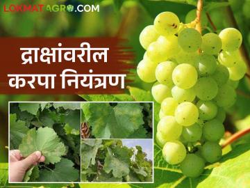 Draksh Karpa : द्राक्ष बागेवरील करपा रोगाचे नियंत्रण कसे कराल? वाचा सविस्तर  - Marathi News | Latest News Draksh Karpa Niyatran How to control grapevine blight in grape Farm Read in detail | Latest News at Lokmat.com
